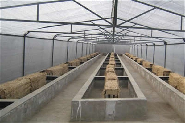 农裕丰蝎子养殖